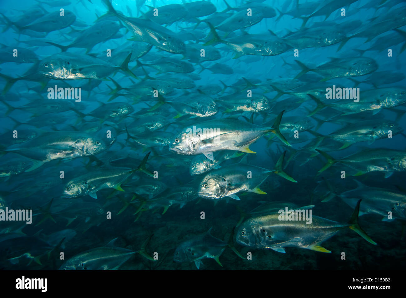 Jack Crevalle, Caranx hippos, sciame un poco profonda offshore reef Palm Beach County, Florida, Stati Uniti. Foto Stock