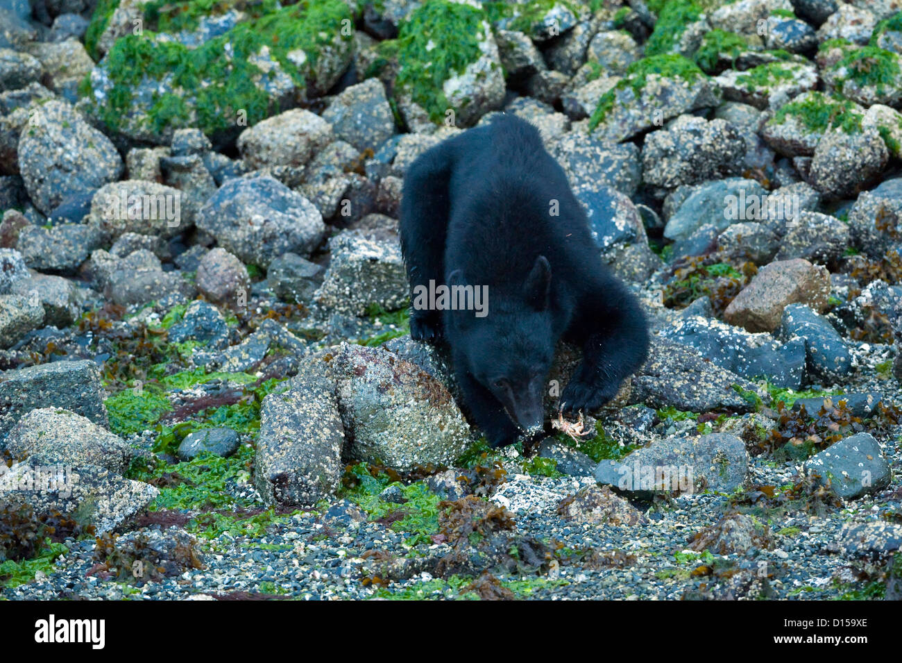 Orso nero, Ursus americanus vancouveri, alla ricerca di cibo a bassa marea lungo la spiaggia di Clayoquot Sound, Isola di Vancouver CA Foto Stock