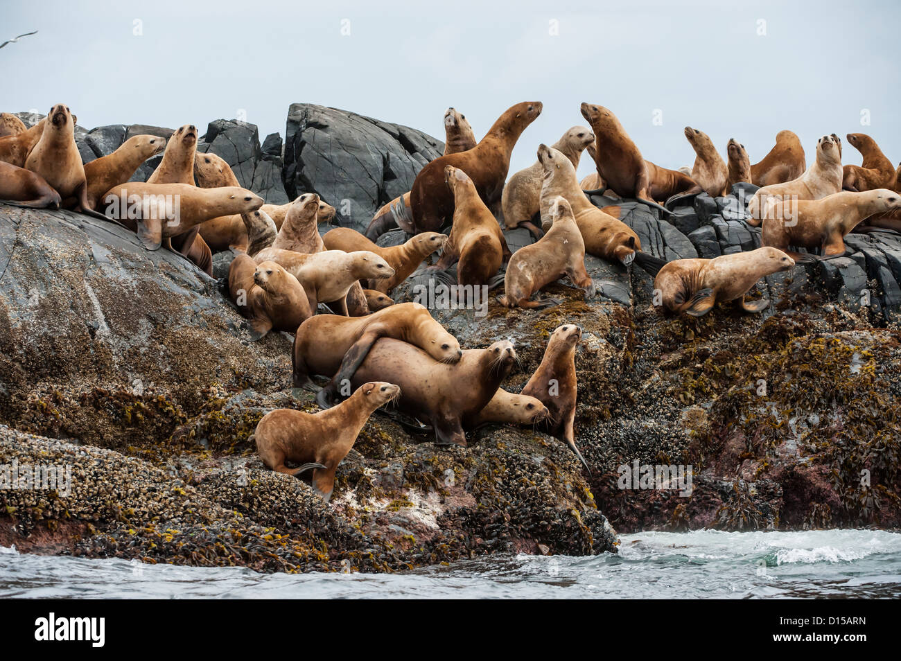Steller leoni marini, Eumetopias jubatus, una specie in via di estinzione, può essere trovato lungo le coste rocciose dell'isola di Vancouver, BC Foto Stock