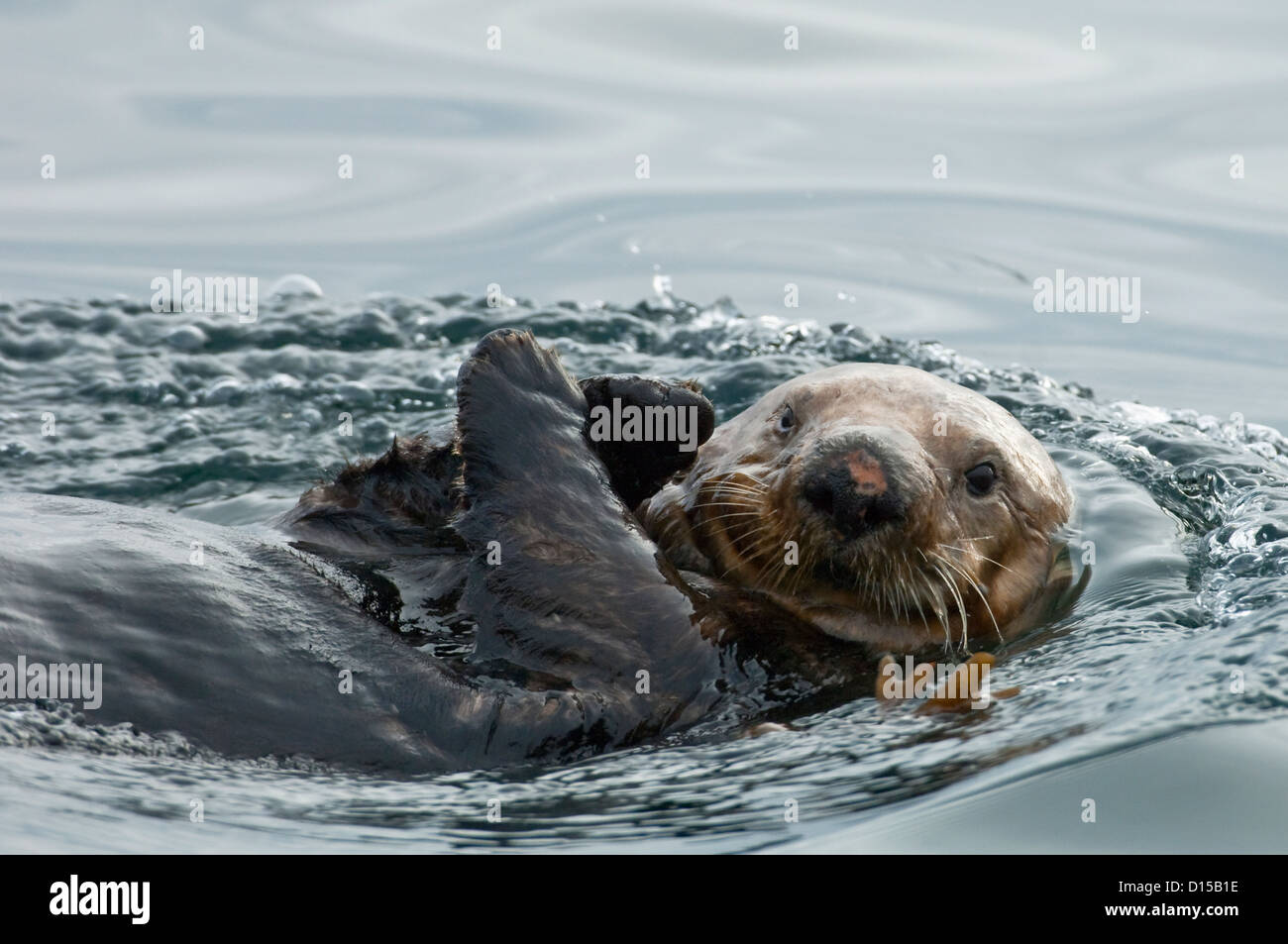 Una sea otter, Enhydra lutris, si appoggia sulla superficie del passaggio interno, Isola di Vancouver, British Columbia, Canada Foto Stock