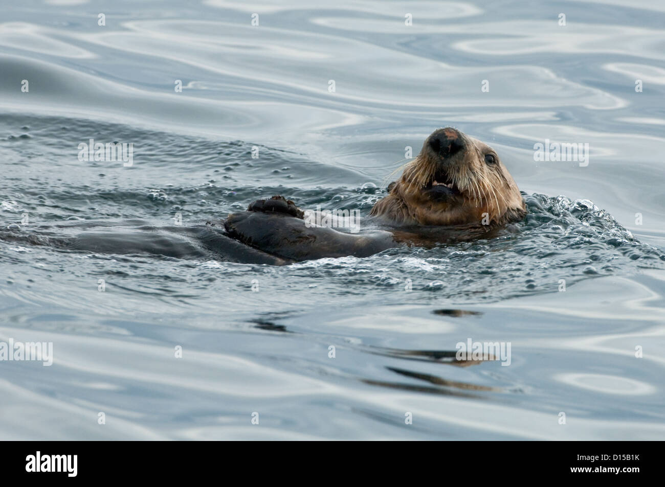 Una sea otter, Enhydra lutris, si appoggia sulla superficie del passaggio interno, Isola di Vancouver, British Columbia, Canada Foto Stock
