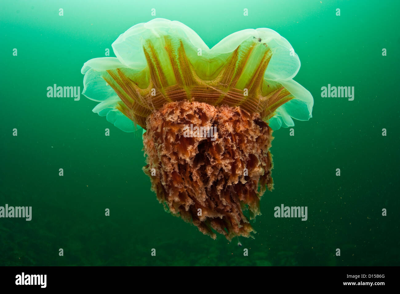 Leone la criniera meduse, Cyanea capillata, nuota nel verde scuro acque dell'isola di Vancouver, British Columbia, Canada. Foto Stock