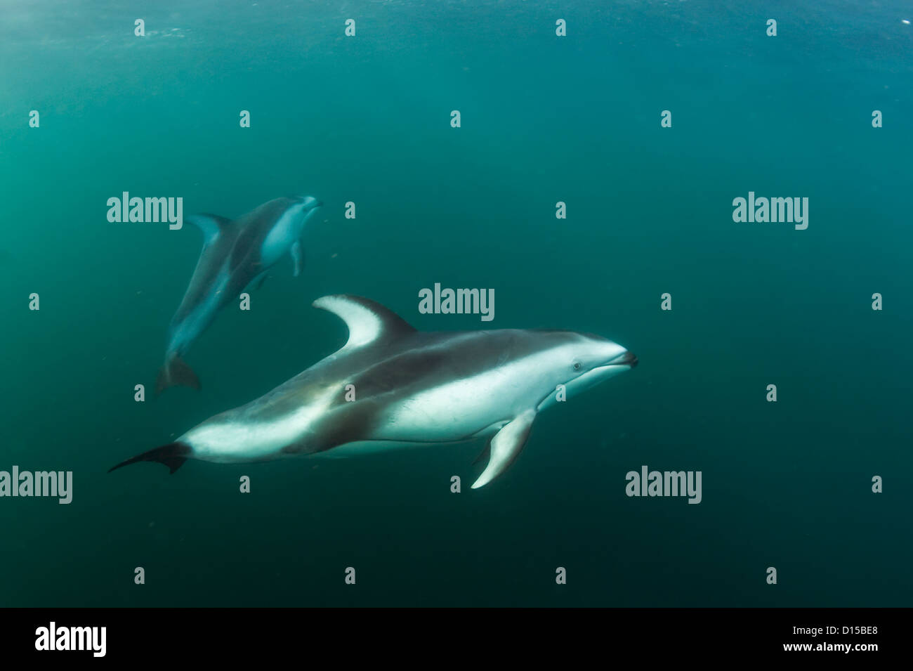 Pacific White-sided delfini, Lagenorhynchus obliquidens, nuotare vicino a Johnstone Strait, British Columbia, Canada. Foto Stock