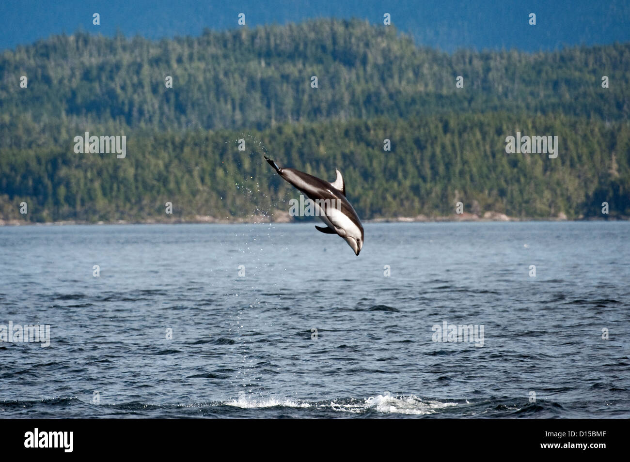 Pacific White-sided delfini, Lagenorhynchus obliquidens, passare vicino a Johnstone Strait, British Columbia, Canada. Foto Stock