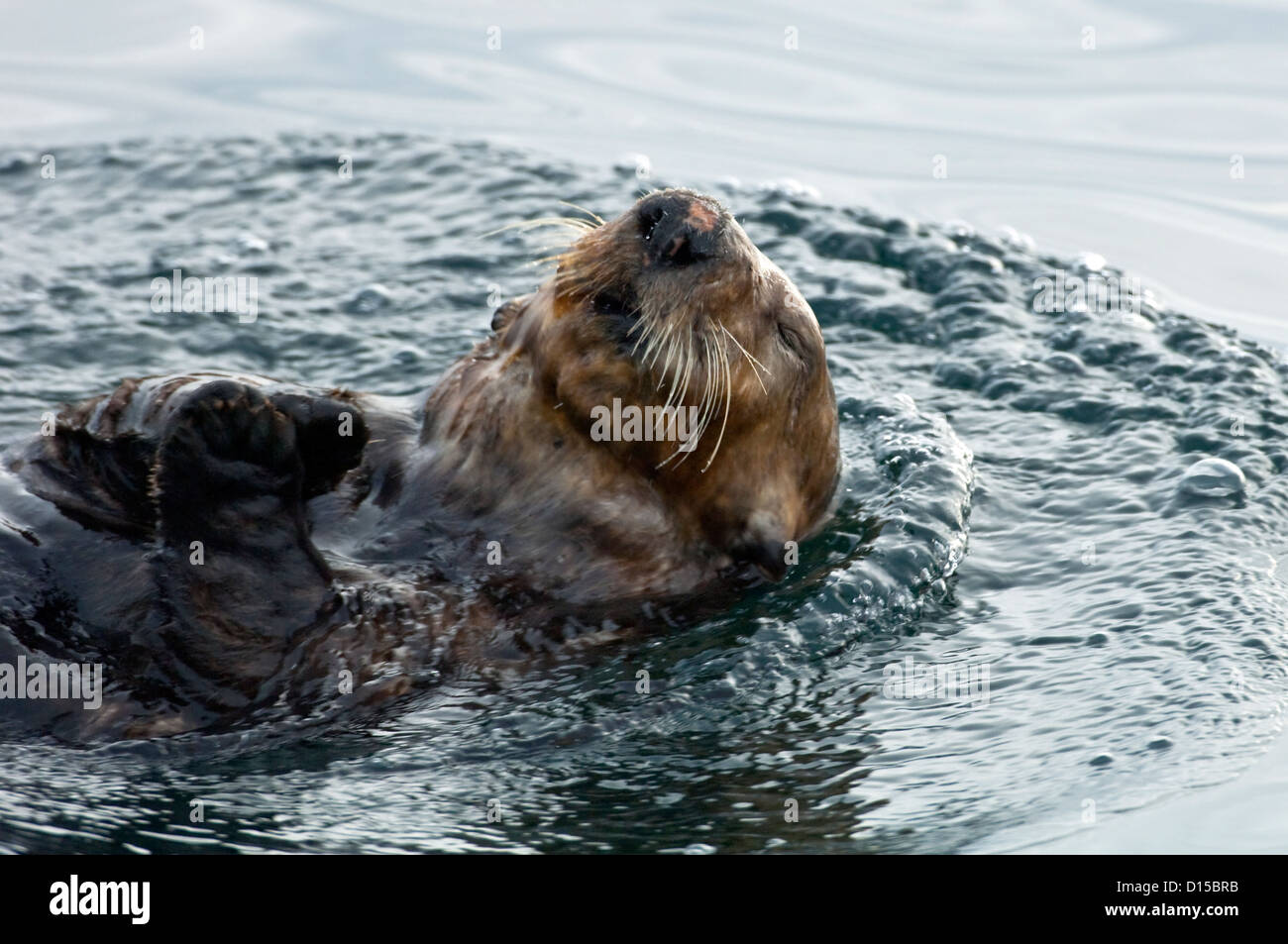 Una sea otter, Enhydra lutris, si appoggia sulla superficie del passaggio interno, Isola di Vancouver, British Columbia, Canada Foto Stock