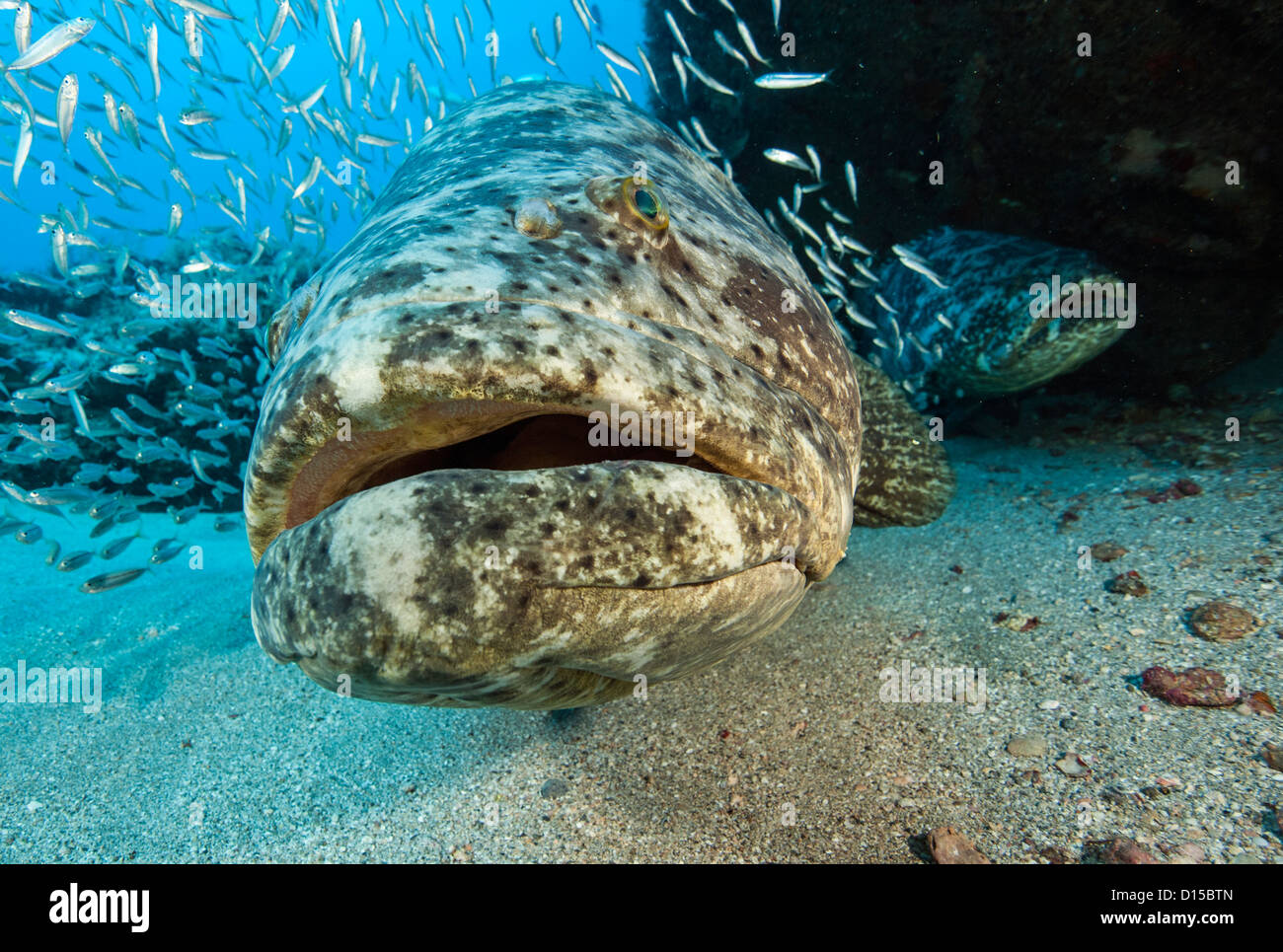 Un Goliath minacciate cernia Epinephelus itajara, nuota nei pressi di un naufragio in Palm Beach County, Florida, Stati Uniti Foto Stock
