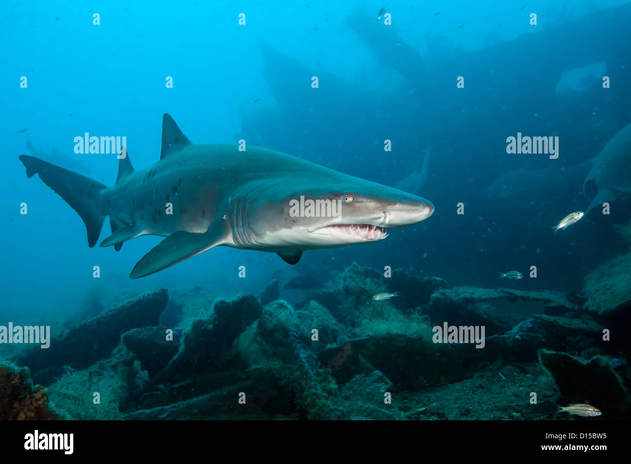 Una sabbia squalo tigre, Carcharias taurus, nuota nei pressi di un naufragio nel Cimitero dell'offshore atlantico Morehead City, NC Foto Stock