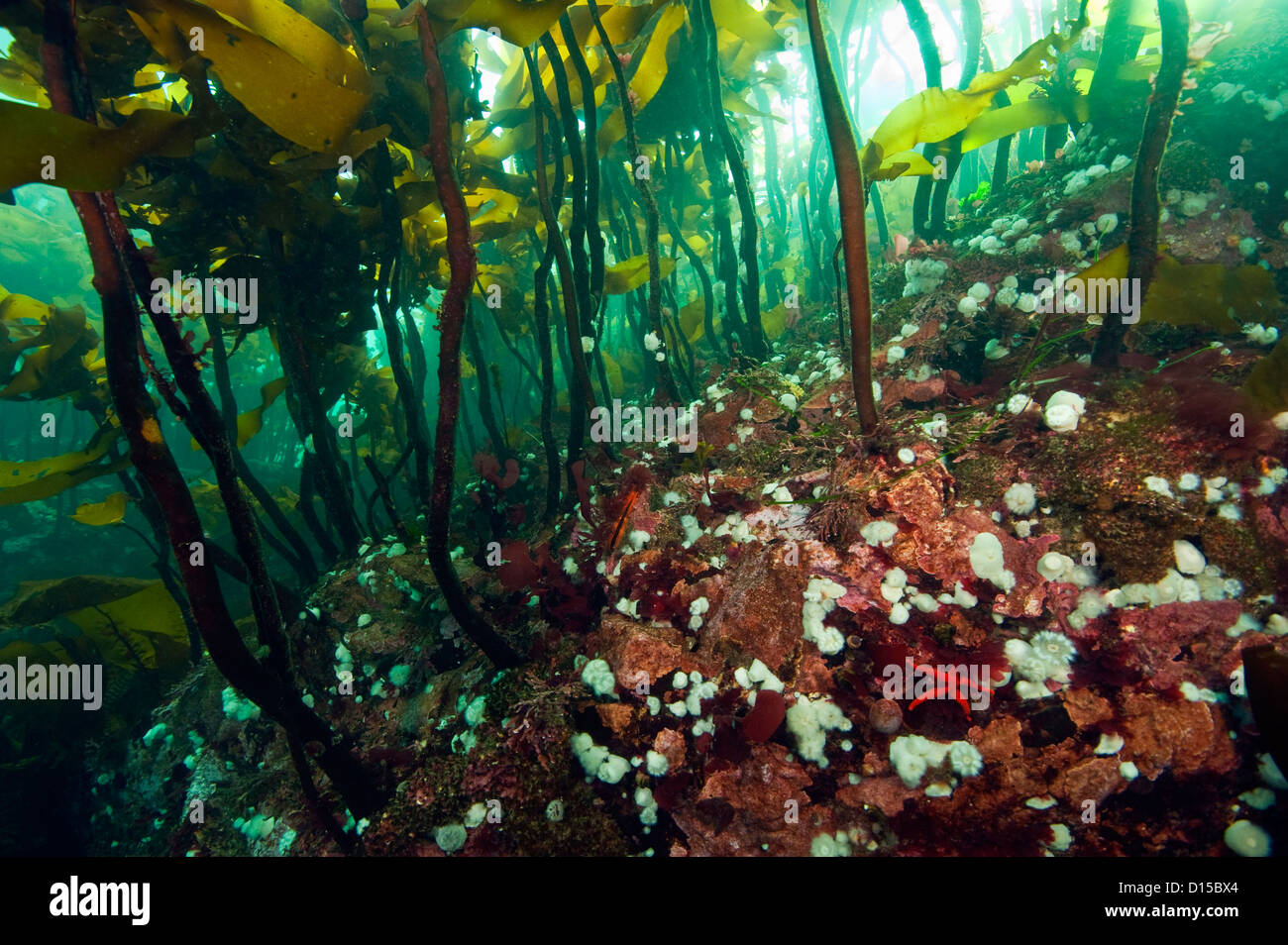 Un tappeto spesso di kelp copre la scogliera rocciosa nel passaggio di doratura, situato nel passaggio di doratura, Isola di Vancouver, Canada Foto Stock