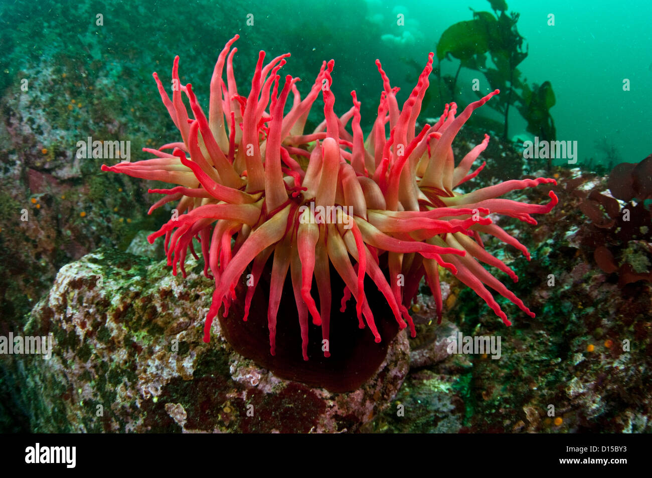 Il Fish-Eating Anemone, Urticina piscivora, è un comune specie anemone nel passaggio di doratura, British Columbia, Canada Foto Stock