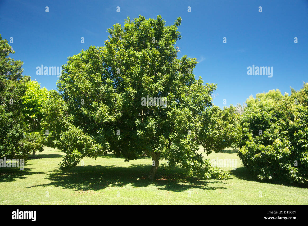 Hawaii, Kauai, noce Macadamia Tree Foto Stock