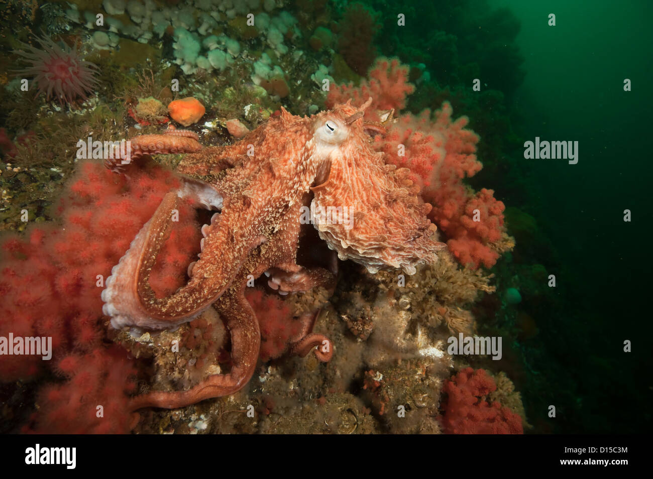 Pacifico gigante Octopus, Enteroctopus dofleini, si aggrappa al Coralli su spugne sulla parete di doratura, Isola di Vancouver, British Columbia, Foto Stock