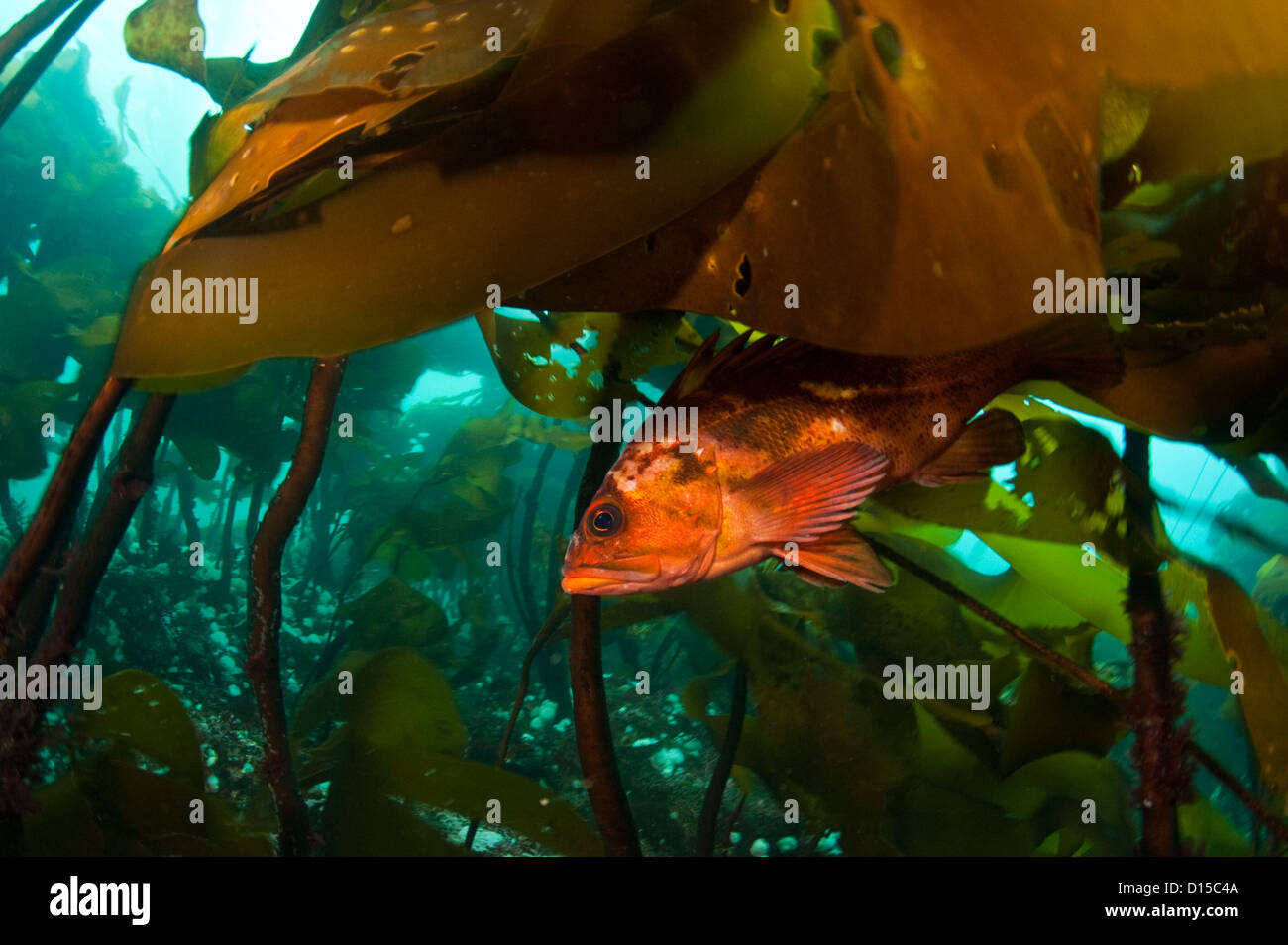 Un pesce di rame, Sebastes caurinus, si nasconde tra il kep del passaggio di doratura in Isola di Vancouver, British Columbia, Canada Foto Stock