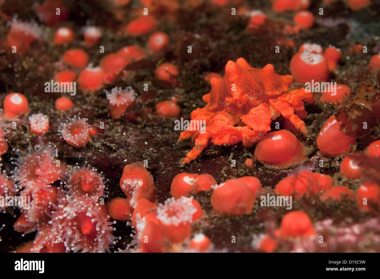 Un Puget Sound re granchio, Lopholithodes mandtii, appoggia tra gli anemoni di fragola in Isola di Vancouver, British Columbia, Canada Foto Stock
