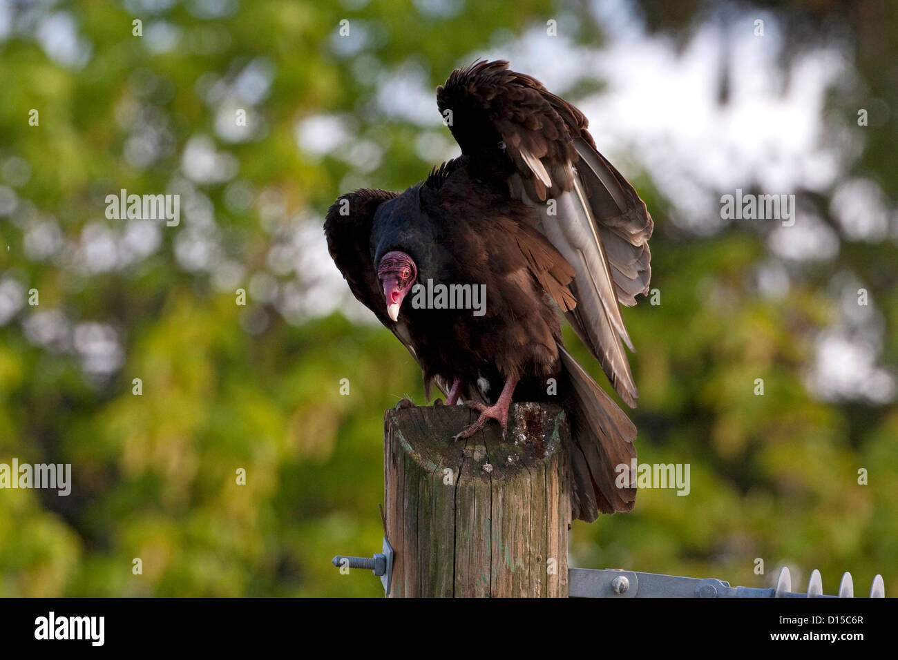 La Turchia Vulture (Cathartes aura) appollaiato sul palo del telegrafo a Nanaimo, Vancouver, BC, Canada in aprile Foto Stock