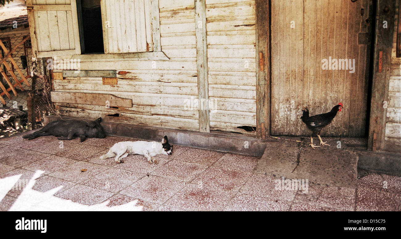 Santiago de Cuba, Cuba, il cane e il maiale siesta Foto Stock