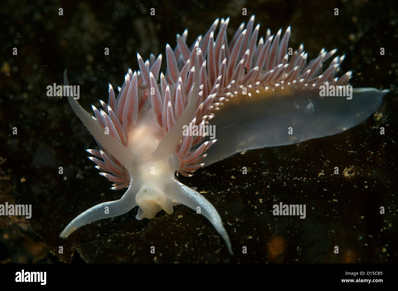 Un Rosso Flabellina Nudibranch, Flabellina triophina, crawl sulla sommità di fuco nell isola di Vancouver, British Columbia, Canada Foto Stock