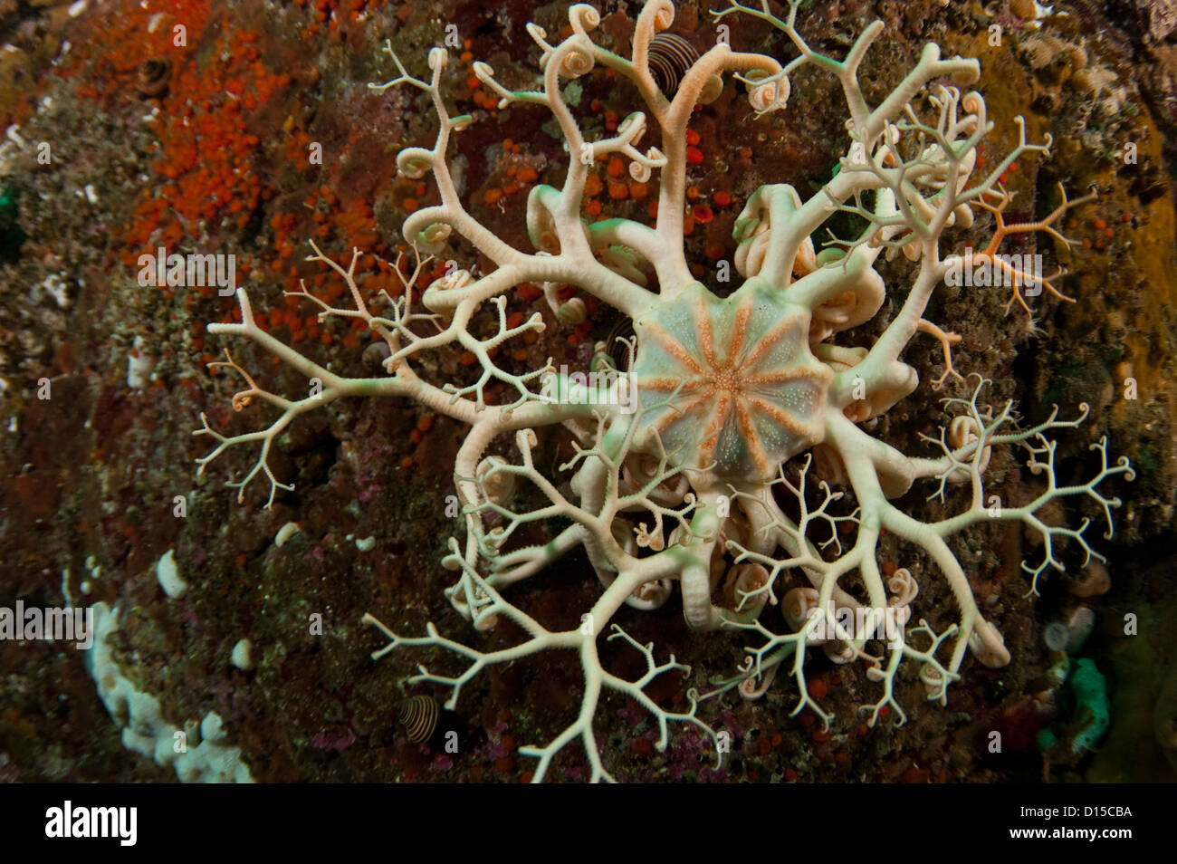 Un cestello Star, Gorgonocephalus eucnemis estende le sue braccia nelle correnti del passaggio di doratura in Isola di Vancouver, Canada Foto Stock