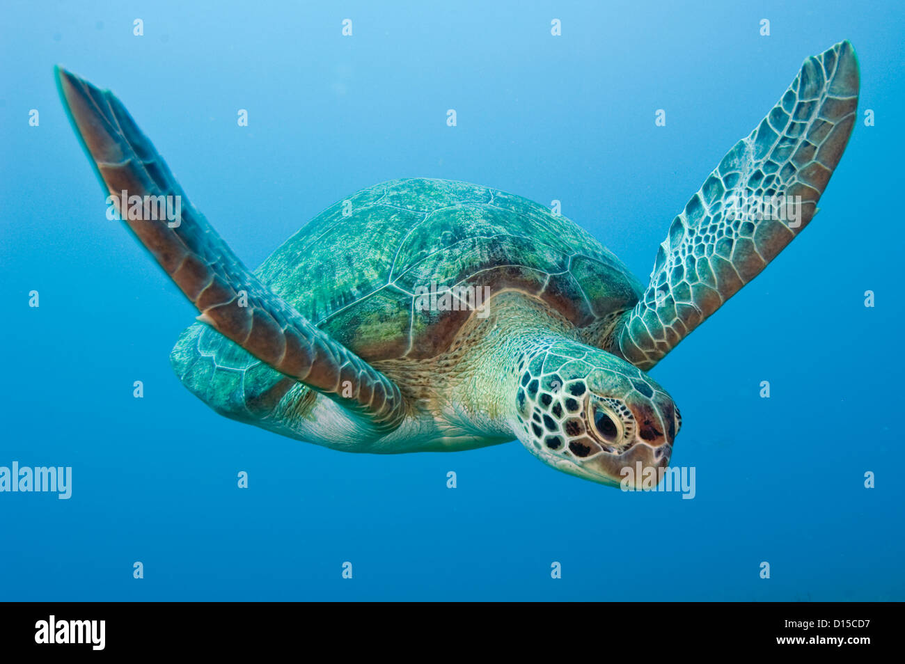 Tartaruga Verde, Chelonia Mydas, nuota offshore Palm Beach County, Florida, Stati Uniti Foto Stock