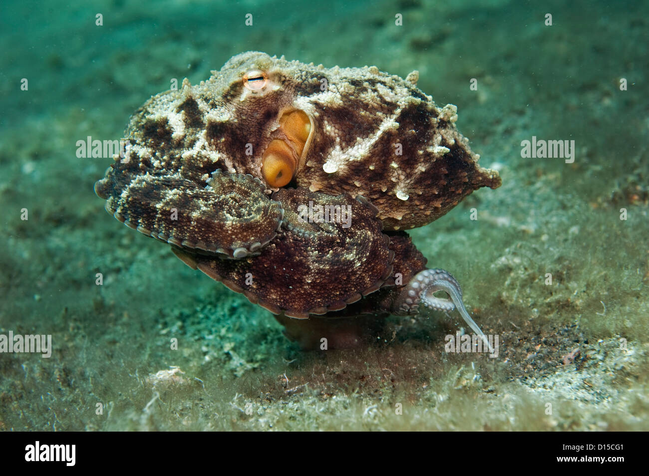Un Polpo, Octopus vulgaris, passeggiate lungo il fondo del lago vale la pena di Laguna in Singer Island, Florida, Stati Uniti. Foto Stock