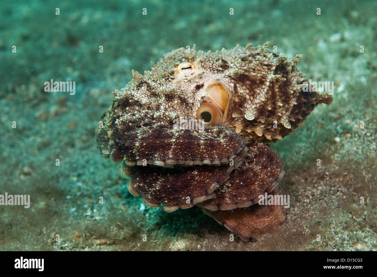 Un Polpo, Octopus vulgaris, passeggiate lungo il fondo del lago vale la pena di Laguna in Singer Island, Florida, Stati Uniti. Foto Stock