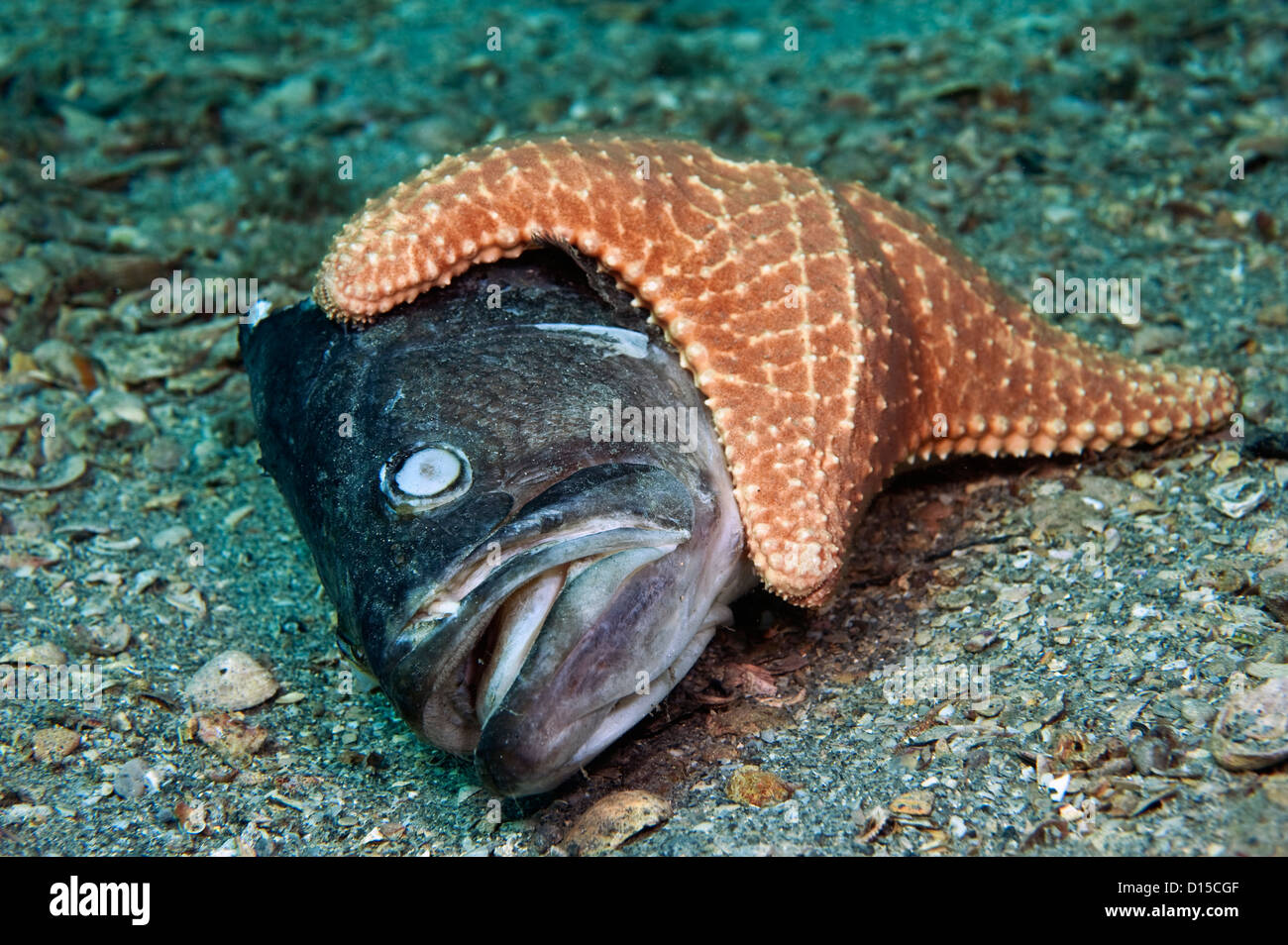 Un cuscino di stelle marine o stella di mare, Oreaster reticulatus, purifica su un pesce morto sul fondo del lago vale la pena di laguna, Florida, Foto Stock