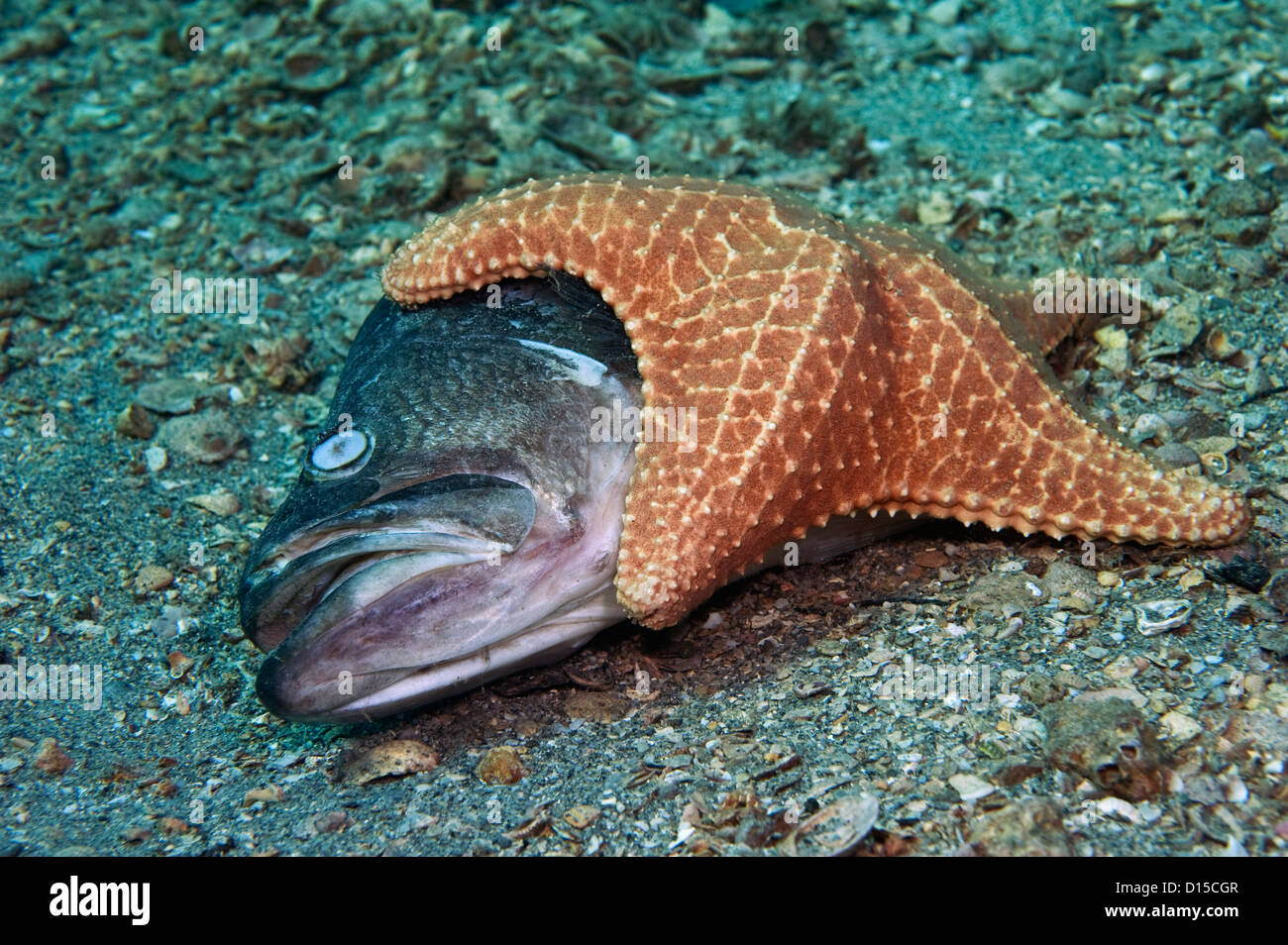 Un cuscino di stelle marine o stella di mare, Oreaster reticulatus, purifica su un pesce morto sul fondo del lago vale la pena di laguna, Florida, Foto Stock