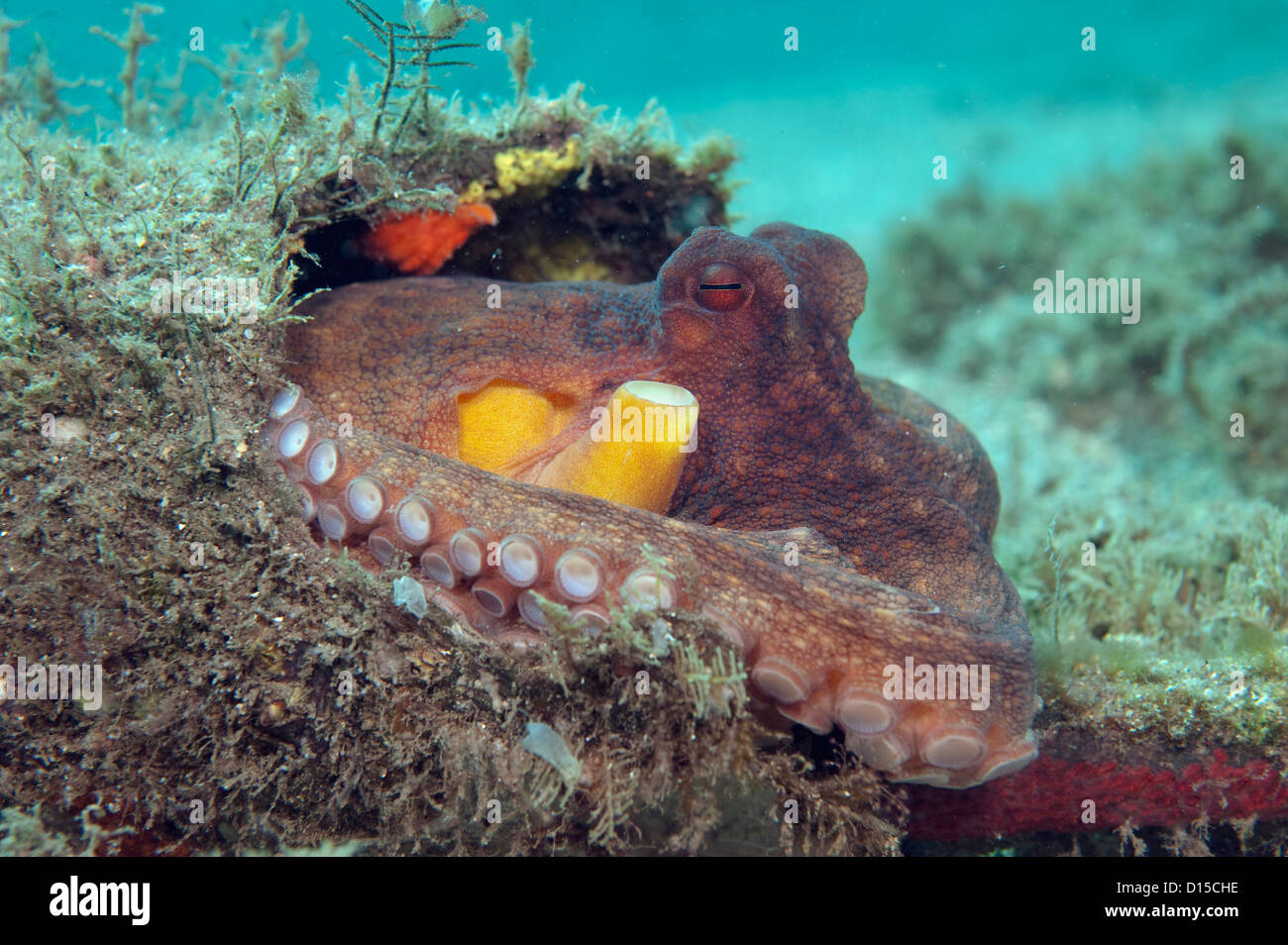 Un Polpo, Octopus vulgaris, fotografata sul fondo del lago vale la pena di Laguna in Singer Island, Florida, Stati Uniti Foto Stock