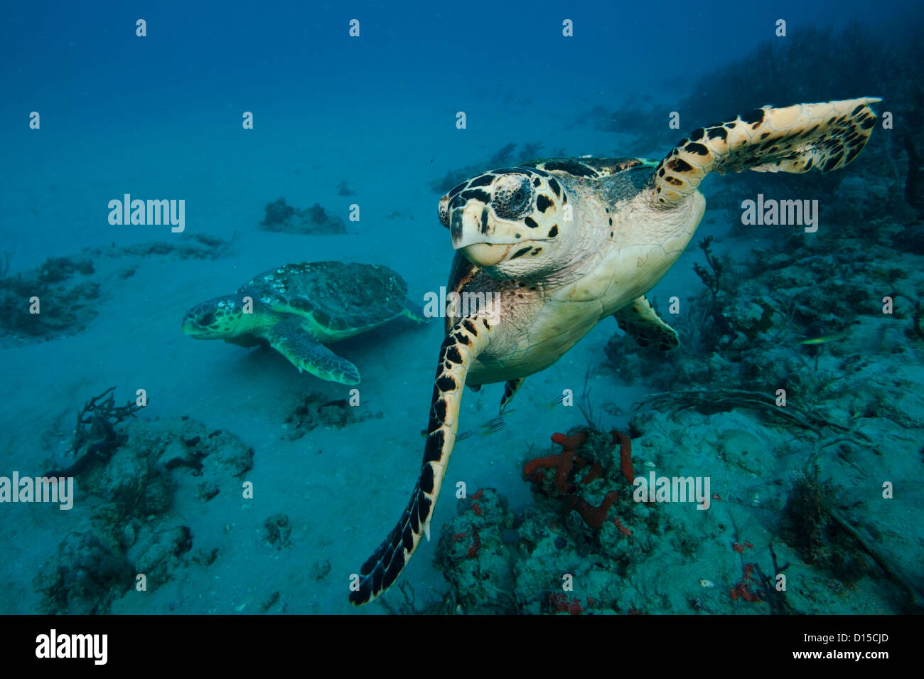 Hawksbill Sea Turtle Eretmochelys imbricata e tartarughe marine caretta caretta su una florida Coral reef Foto Stock