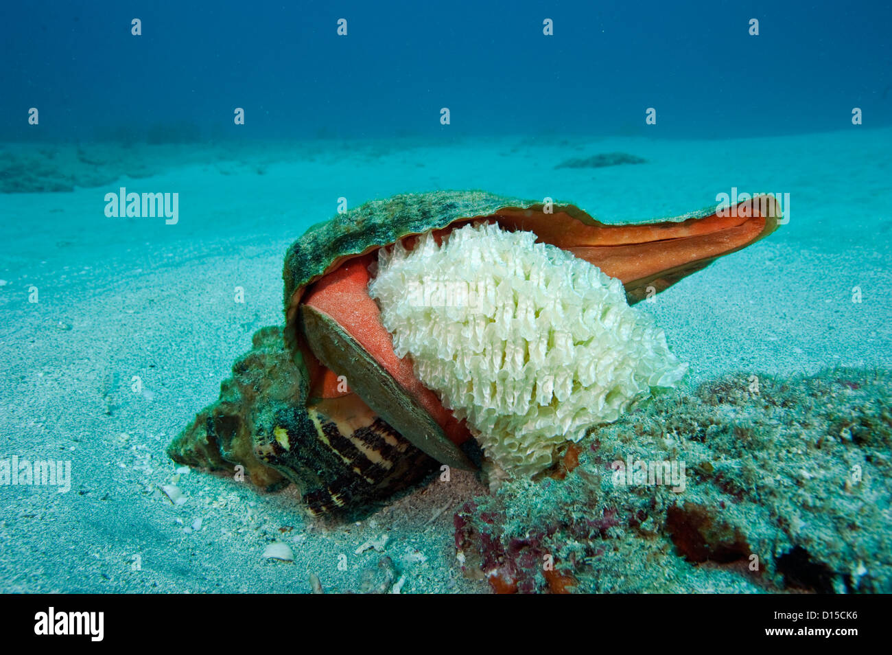 Horse Conch, Triplofusus giganteus, la deposizione delle uova su una barriera corallina al largo di Palm Beach, Florida, Stati Uniti. Foto Stock