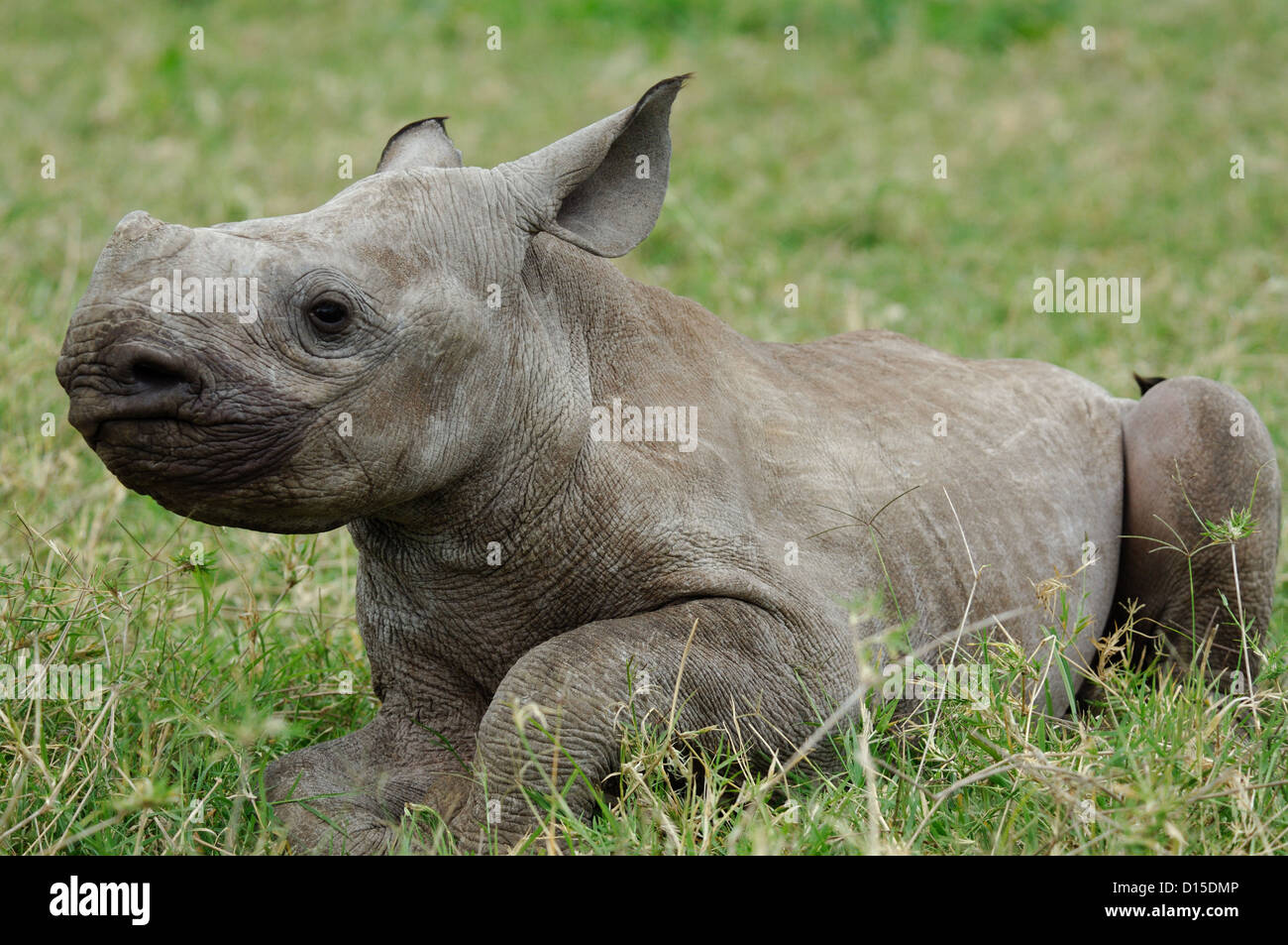 Un bambino nero (rhinocerous Diceros simum) a Lewa Downs Conservancy in Kenya Africa Foto Stock