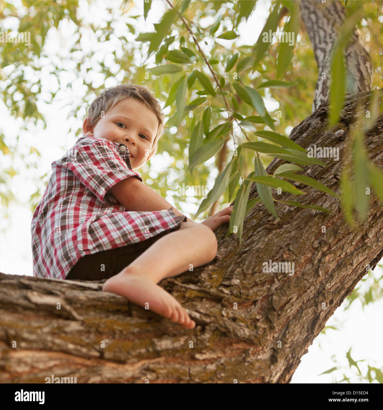 Stati Uniti d'America, Utah, Lehi, Little Boy (2-3) seduta nella struttura ad albero Foto Stock