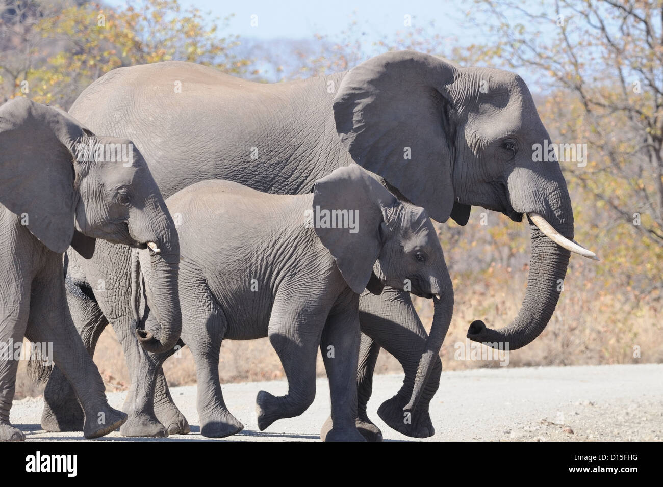 Bush africano elefanti, (Loxodonta africana), madre e i vitelli che attraversa la strada di ghiaia, Kruger National Park, Sud Africa e Africa Foto Stock