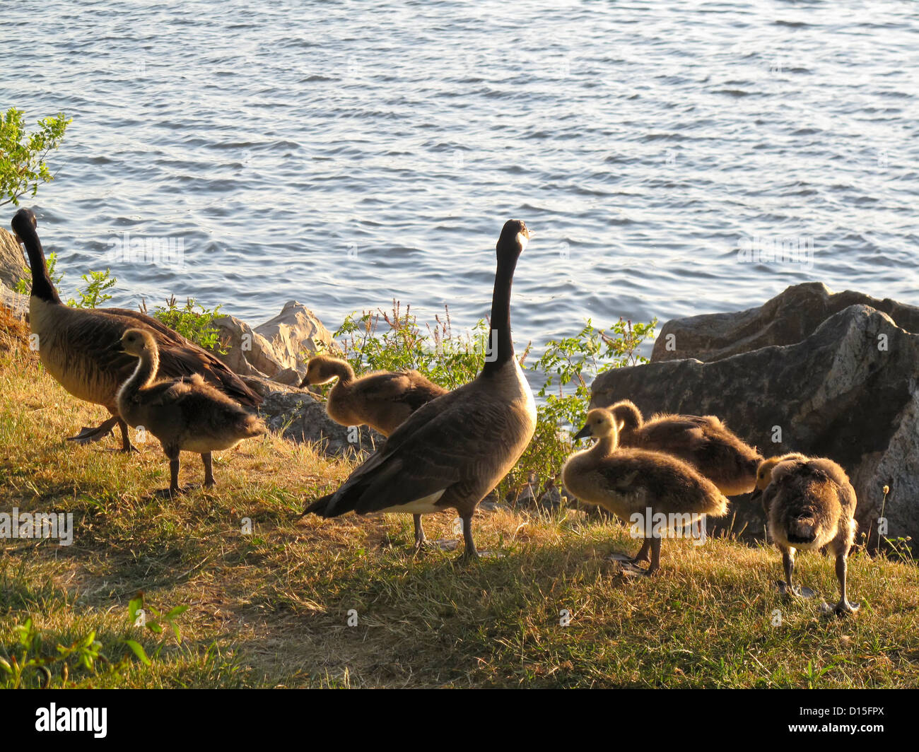 Una famiglia di Oche del Canada dal fiume Hudson in Riverside Park Foto Stock