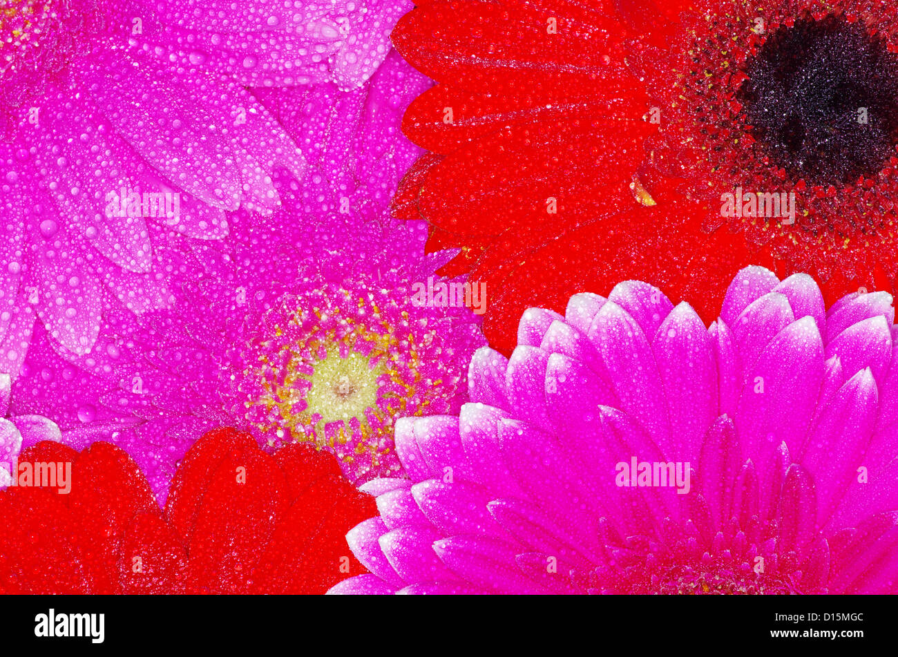 Fiore di gerbera close up sullo sfondo Foto Stock