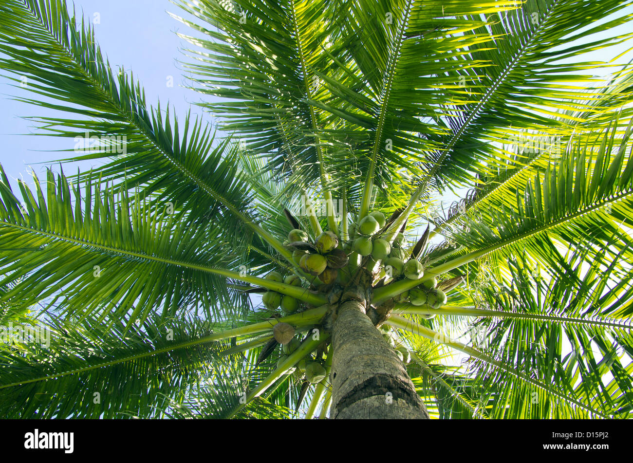 Green Palm tree sul cielo blu sullo sfondo Foto Stock