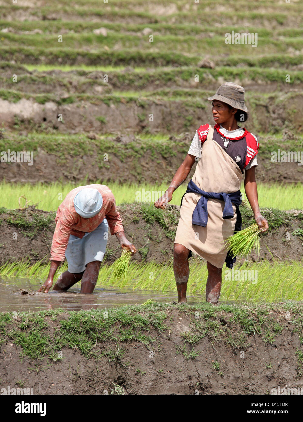 Donne malgasce di piantare il riso nelle risaie nei pressi di Ambositra, Madagascar, Africa. Foto Stock