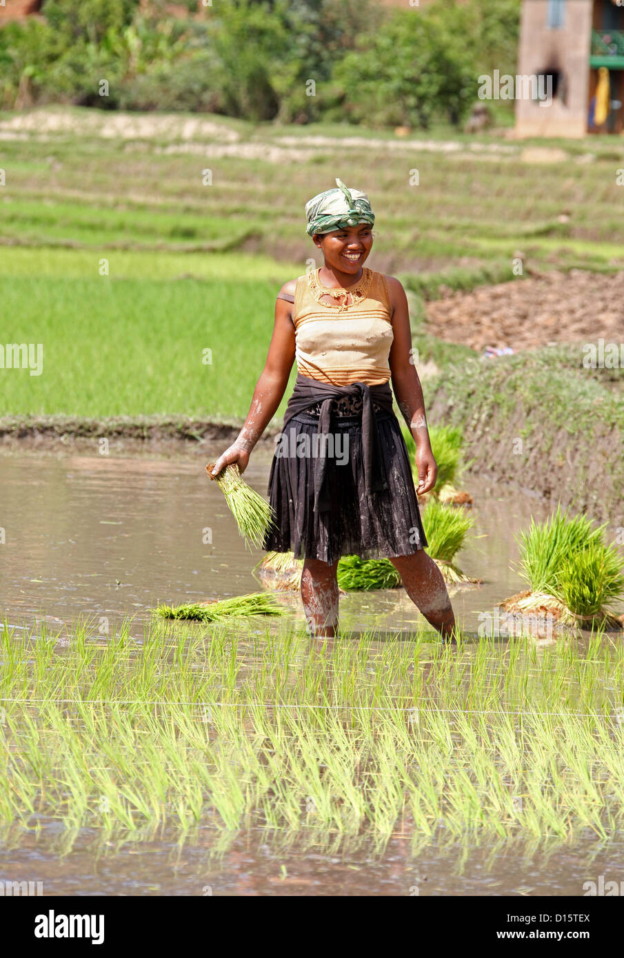 Donna malgascia piantagione di riso nelle risaie nei pressi di Ambositra, Madagascar, Africa. Foto Stock