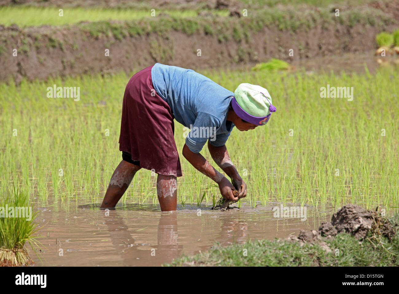 Donna malgascia piantagione di riso nelle risaie nei pressi di Ambositra, Madagascar, Africa. Foto Stock