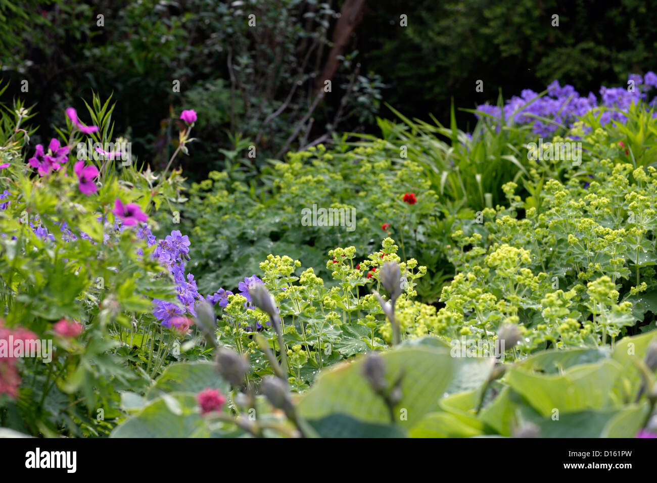 Letto perenne in un giardino inglese Foto Stock