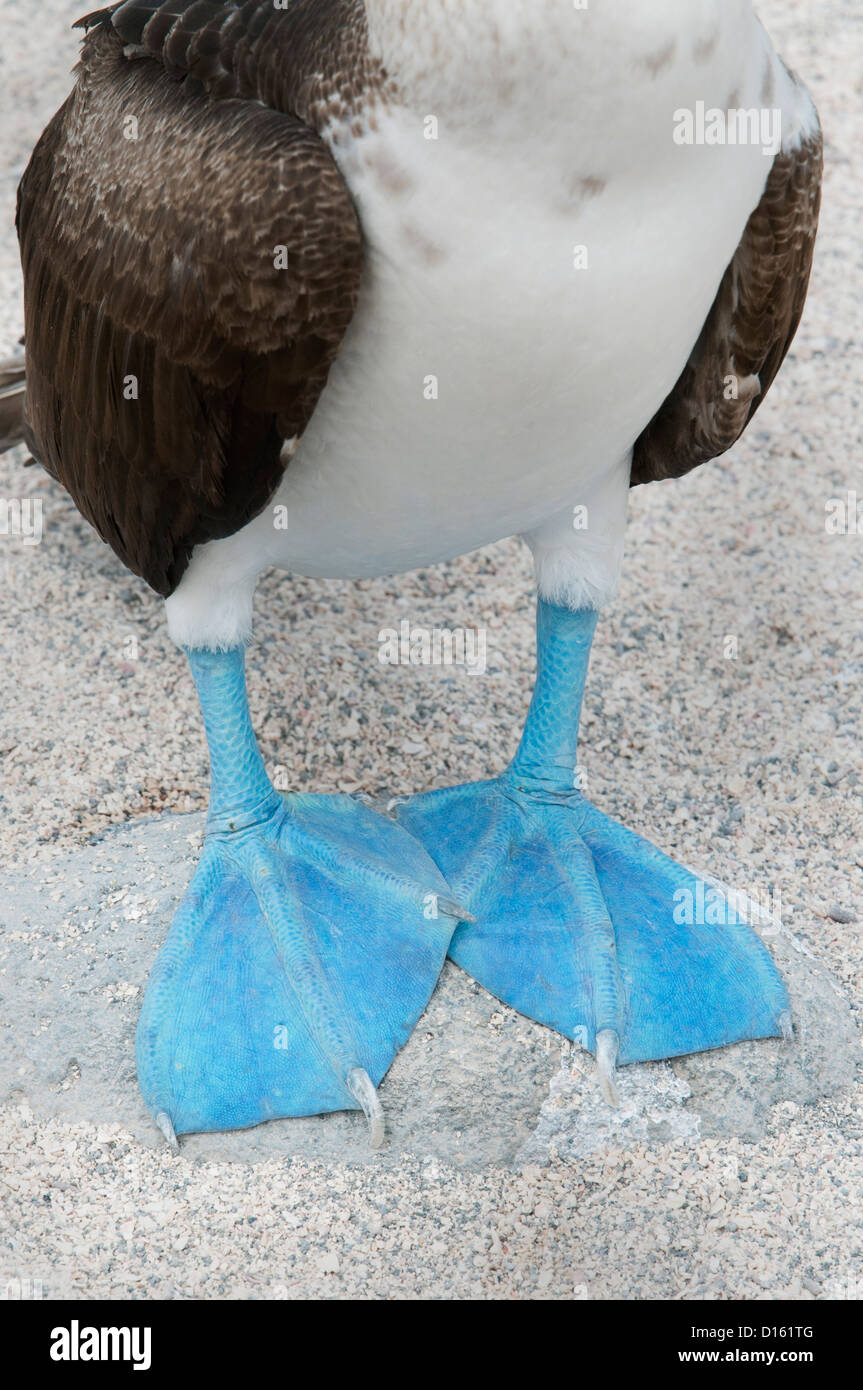 Blu-footed Booby (Sula nebouxii) blu piedi, isole Galapagos, Ecuador Foto Stock