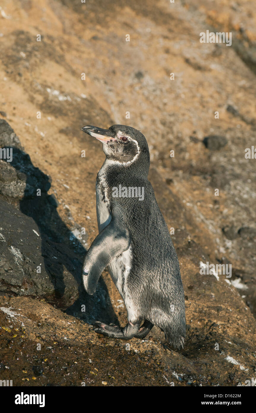 Le Galapagos Penguin (Spheniscus mendiculus) Isabela Island, Galapagos Foto Stock