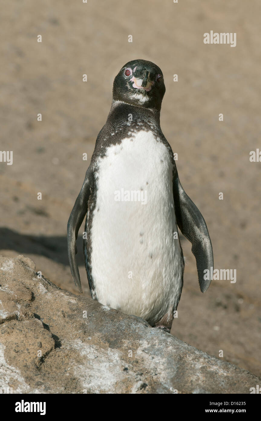 Le Galapagos Penguin (Spheniscus mendiculus) Isabela Island, Galapagos Foto Stock
