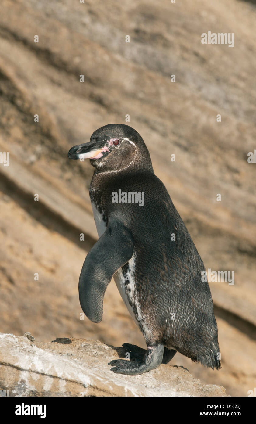 Le Galapagos Penguin (Spheniscus mendiculus) Isole Galapagos, Ecuador Foto Stock