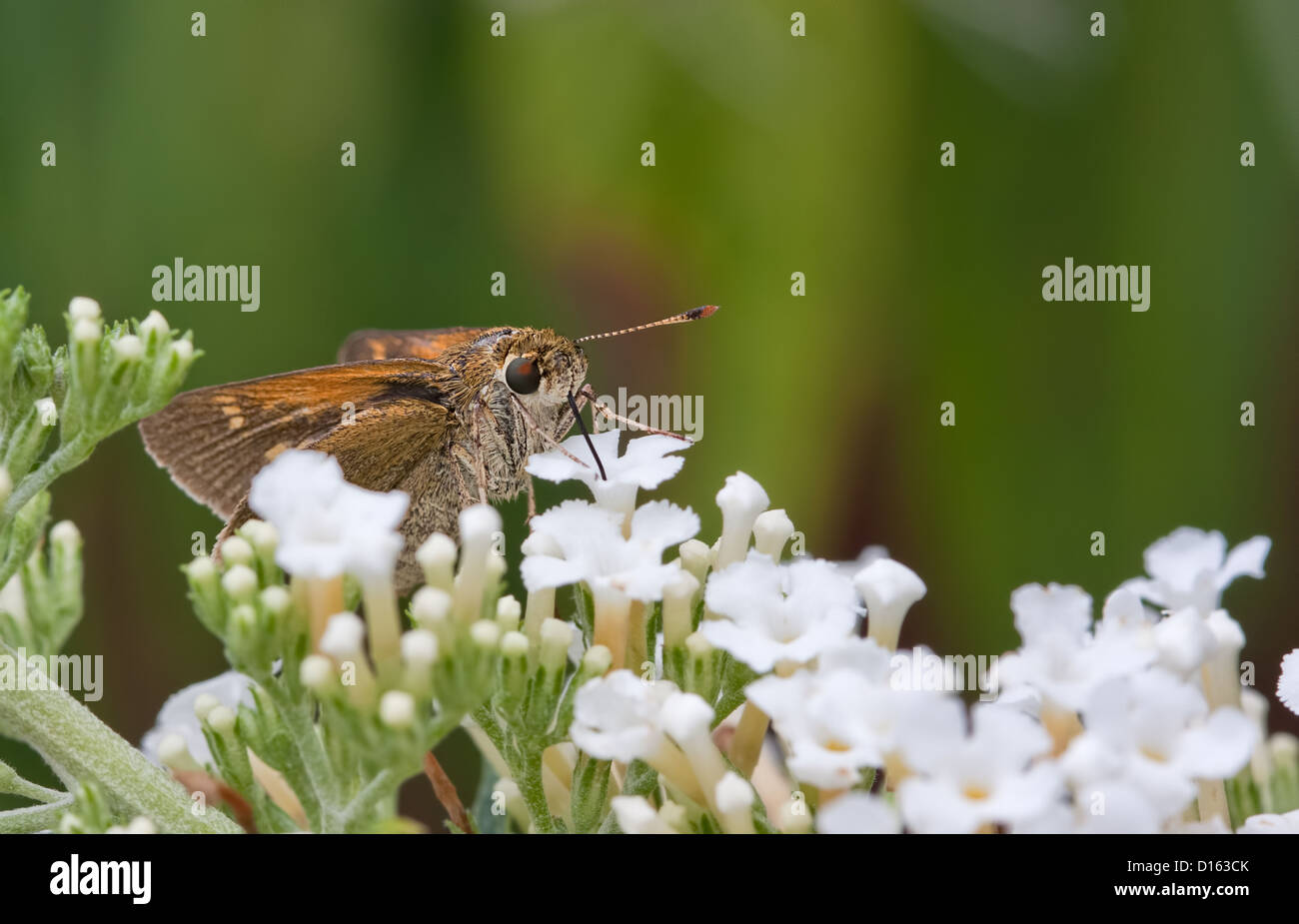 Un Silver-Spotted Skipper a farfalla per succhiare il nettare da un fiore in un giardino Foto Stock
