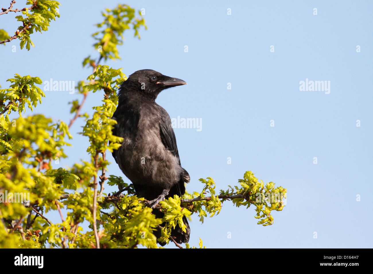 Giovani Carrion Crow (Corvus corone), Inverness, Highlands, Scotland, Regno Unito Foto Stock