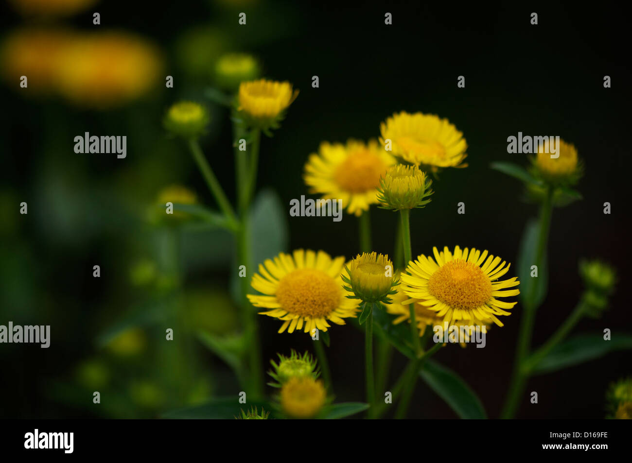 Letto di fiori con vari daisy, digitalis, e altri fiori autunnali, bello e colorato. Foto Stock