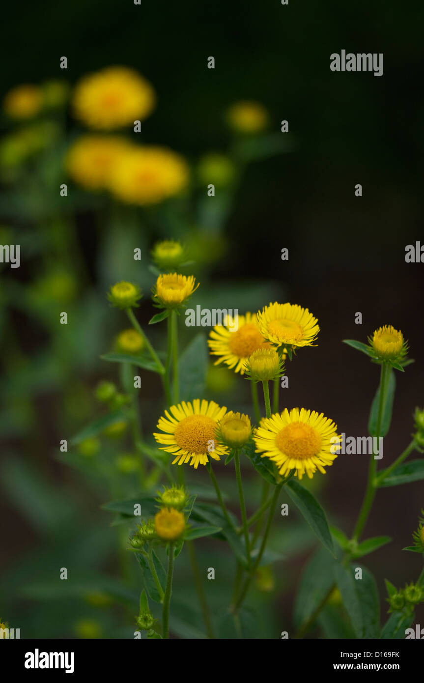 Letto di fiori con vari daisy, digitalis, e altri fiori autunnali, bello e colorato. Foto Stock