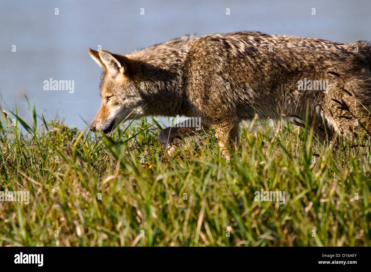 Coyote caccia Foto Stock