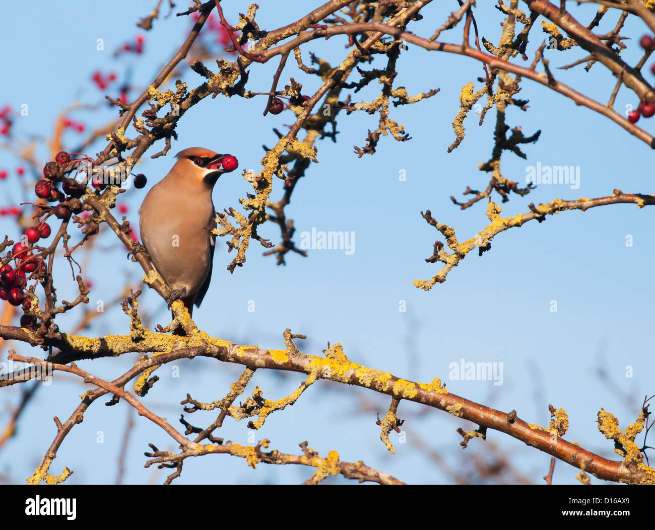 Waxwing Bombycilla garrulus mangiare hawthorn berry Foto Stock