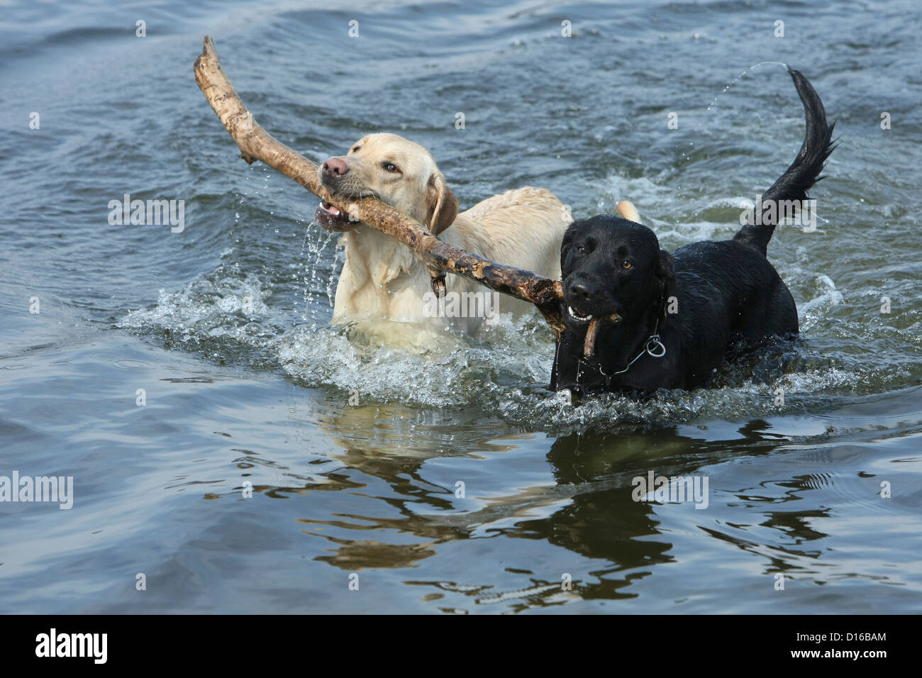 Riproduzione di cani, Canis lupus familiaris, Feldberg, Feldberger Seenlandschaft, Meclenburgo-Pomerania Occidentale, Germania Foto Stock